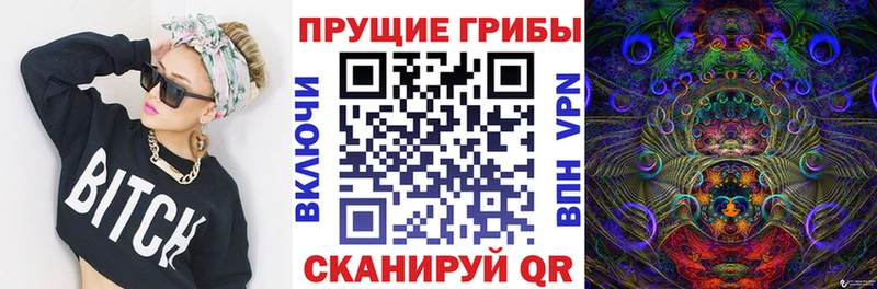Купить  Аркадак  Псилоцибиновые грибы Cubensis 